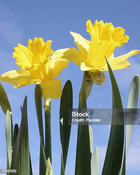 Amarelo Daffodils - Fotografias de stock e mais imagens de Amarelo - Amarelo, Ao Ar Livre, Botão - Estágio de flora