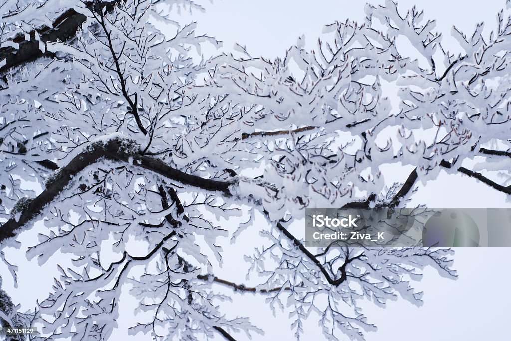 Sfondo di inverno - Foto stock royalty-free di Abete