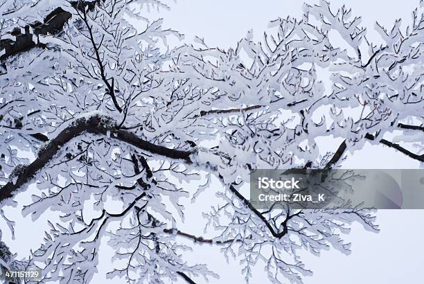 Sfondo Di Inverno - Fotografie stock e altre immagini di Abete - Abete, Albero, Albero sempreverde