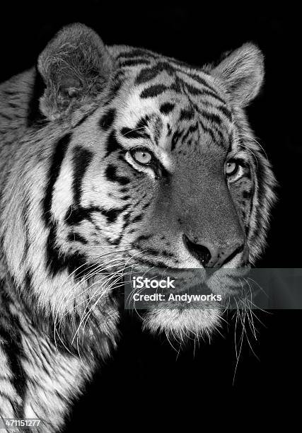 Tiger Stockfoto und mehr Bilder von Tiger - Tiger, Schwarzer Hintergrund, Tierkopf