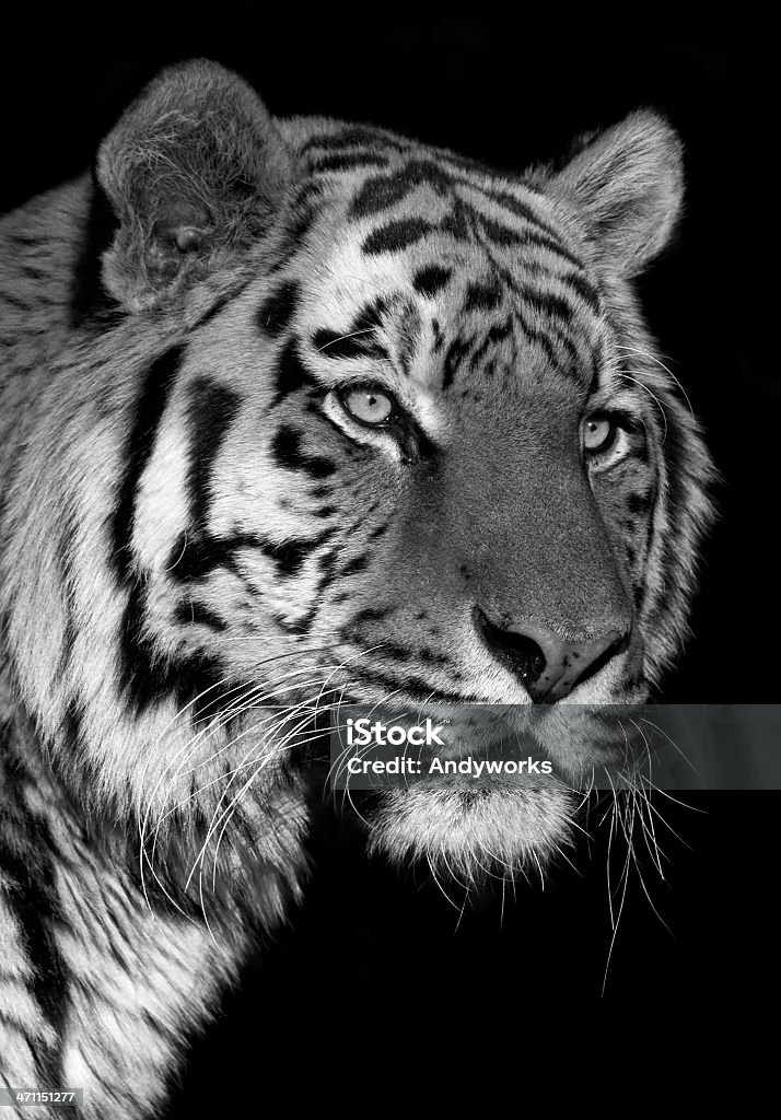 Tigre - Foto de stock de Tigre royalty-free