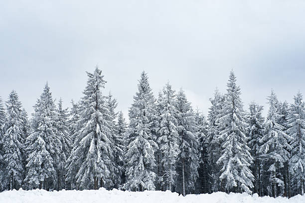 istock Pine forest in cold gray winter day 471151933