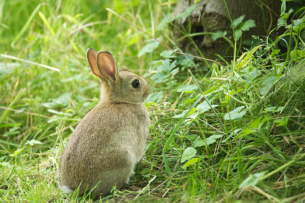 istock Young wild rabbit sat down in natural green woodland habitat 471152003