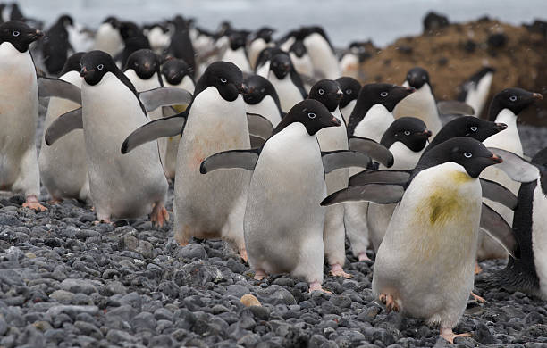 istock Adelie Penguins at Brown Bluff, Antarctica 471152553