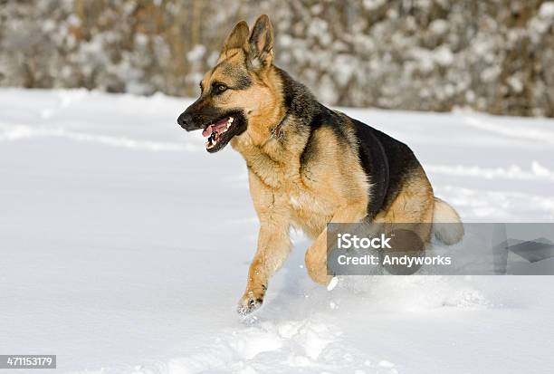 German Schäferhund Stockfoto und mehr Bilder von Deutscher Schäferhund - Deutscher Schäferhund, Rennen - Körperliche Aktivität, Aktivitäten und Sport