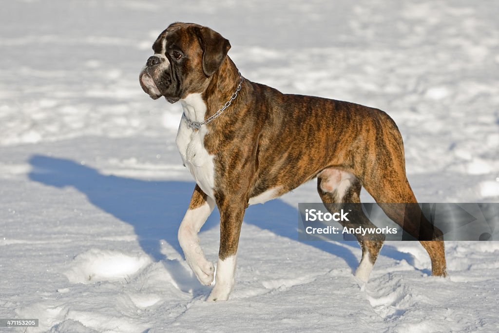 Schöne Boxer - Lizenzfrei Boxer - Hund Stock-Foto