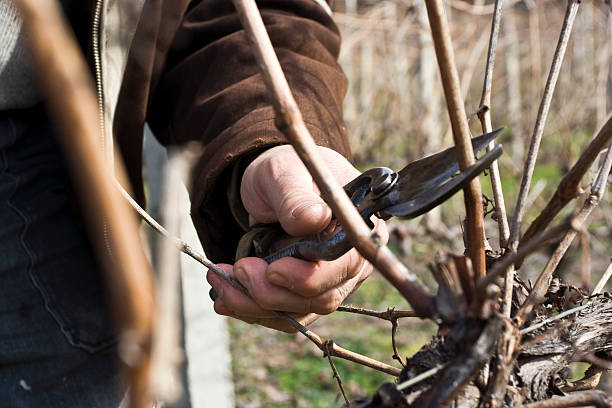 istock Winter Vineyard Scene in Bulgaria 471153485