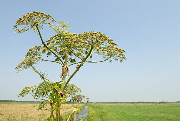 Agricultural landscape stock photo