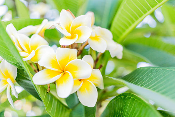 Plumeria bouquet stock photo