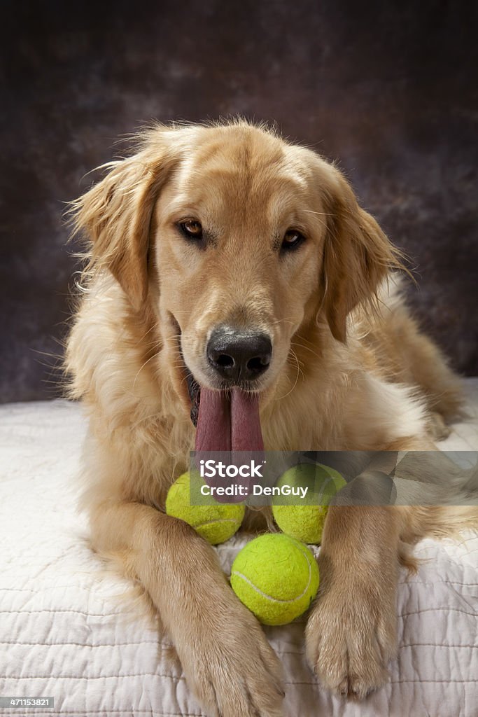 Golden prête à jouer - Photo de Balle de tennis libre de droits