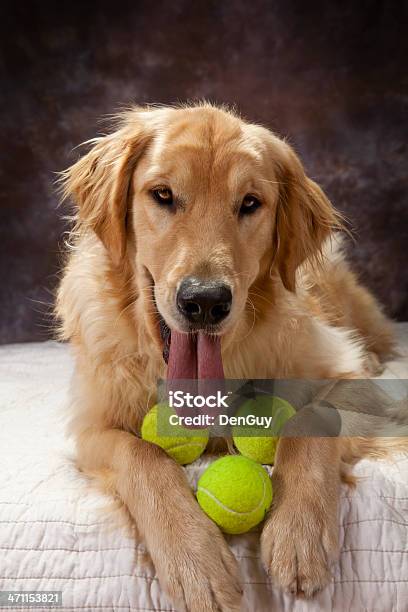 Photo libre de droit de Golden Prête À Jouer banque d'images et plus d'images libres de droit de Balle de tennis - Balle de tennis, Chien, Golden retriever