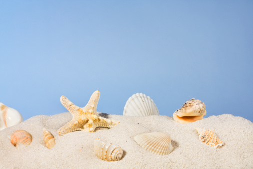 A group of seashells arranged on white beach sand. A variety of natural starfish and nautical shells for a tropical travel location, under a clear blue summer sky background with copy space.