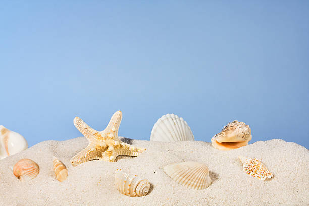 124,200+ Beach Sand Shells Stock Photos, Pictures & Royalty-Free Images