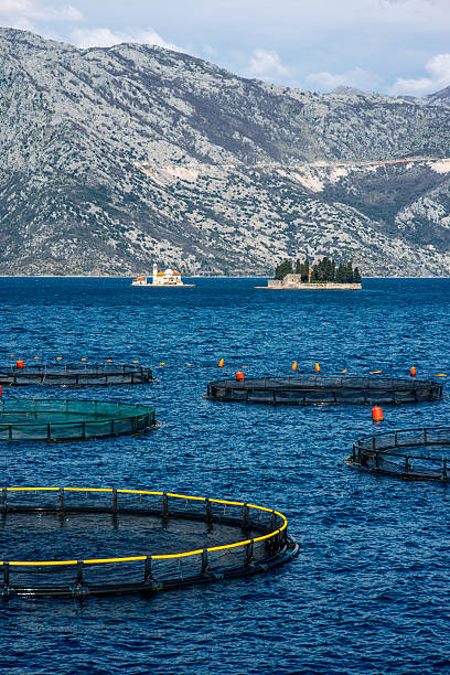 istock Fishing farm in Kotor bay 471154278