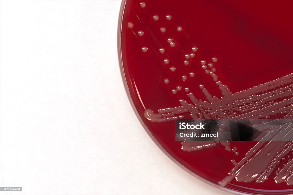 집락이 of Staphylococcus areus - 로열티 프리 0명 스톡 사진