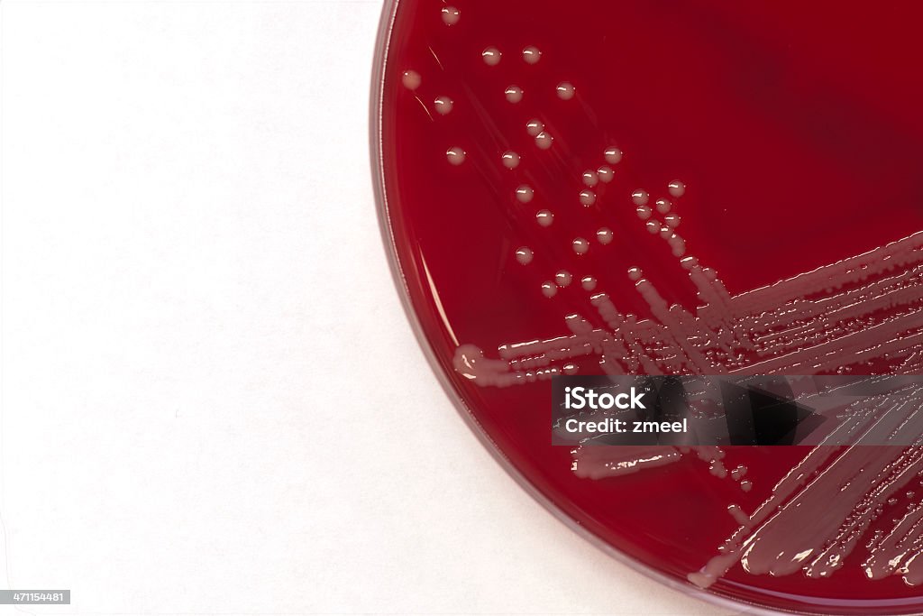 Kolonie Staphylococcus areus - Zbiór zdjęć royalty-free (Agar)