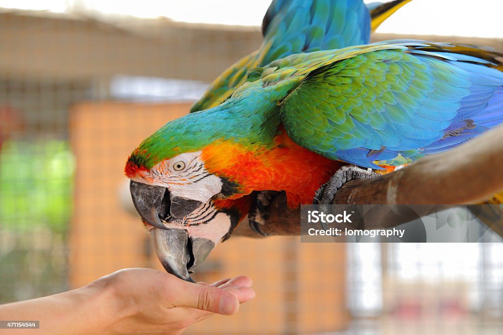 Macaw beautiful bird Macaw A poultry in the family Psittacidae Macaw is a large bird in the family hookworm. Popular culture, because the colors are beautiful, docile and can say imitating people. 2015 Stock Photo