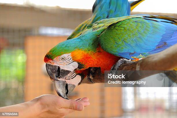 Macaw Beautiful Bird Stock Photo - Download Image Now - 2015, Animal, Animal Wildlife