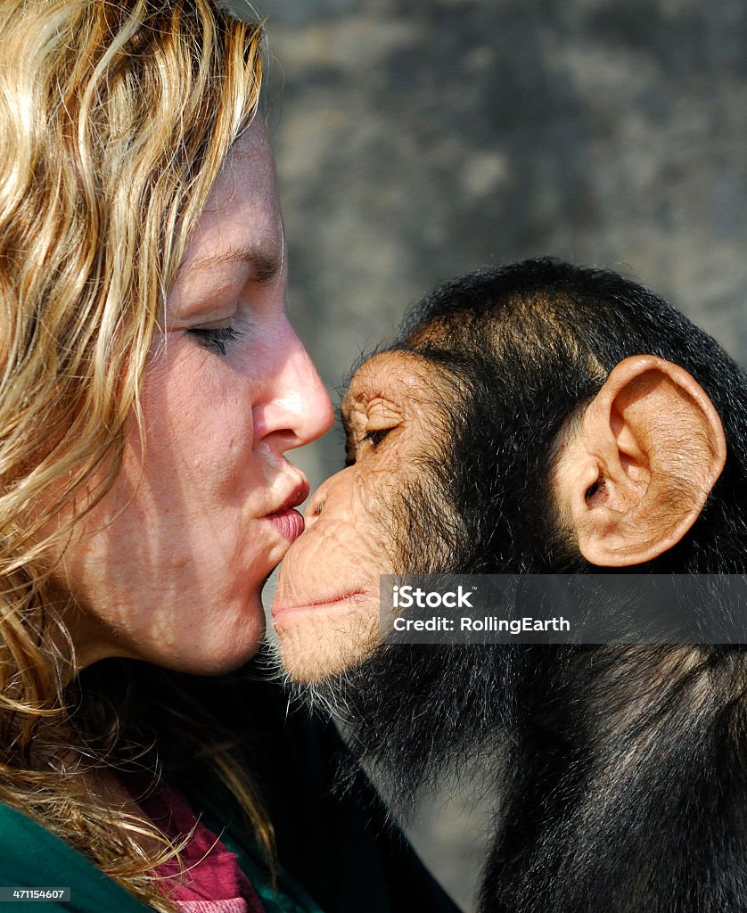 Bébé Chimp et de manutention - Photo de Chimpanzé libre de droits
