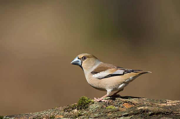 Female Hawfinch Portrait stock photo