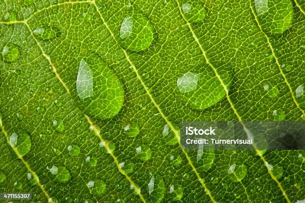 Wasser Tropfen Auf Blatt Stockfoto und mehr Bilder von Bildhintergrund - Bildhintergrund, Blatt - Pflanzenbestandteile, Detailliert