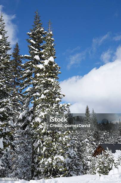 Sosnowym Lasem I Załoga Po Niedawnej Śnieg Storm - zdjęcia stockowe i więcej obrazów Bez ludzi - Bez ludzi, Biały, Chmura