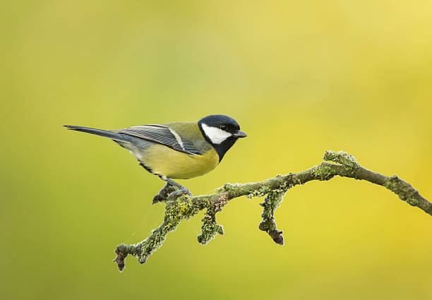 Great Tit stock photo