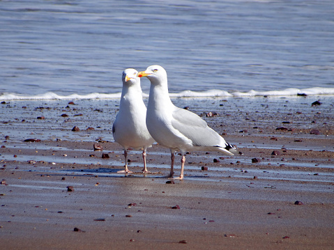 Photo showing a pair of large white and grey gulls, which are perched on the beach, next to the sea.  These seagulls are scavenging for leftovers at the seaside, left by sunbathing holidaymakers on the sand or washed up with the tide.