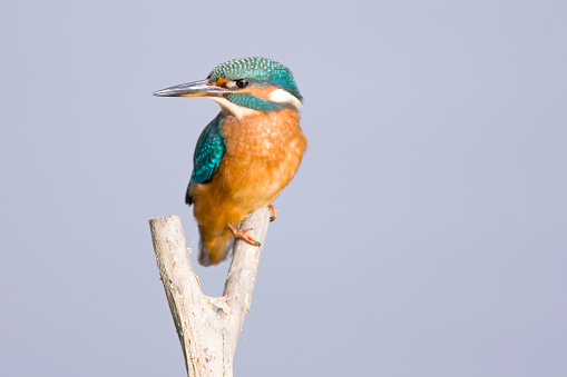 [b]Kingfisher [/b]
[i]Alcedo atthis [/i]


[url=http://www.istockphoto.com/file_search.php?action=file&lightboxID=4660062 t=_blank][img]http://www.andrewhowe.pwp.blueyonder.co.uk/kingfisherlb.jpg[/img][/url]

[url=http://www.istockphoto.com/file_search.php?action=file&lightboxID=969090 t=_blank][img]http://www.andrewhowe.co.uk/iStock/birdlightbox.jpg[/img][/url]