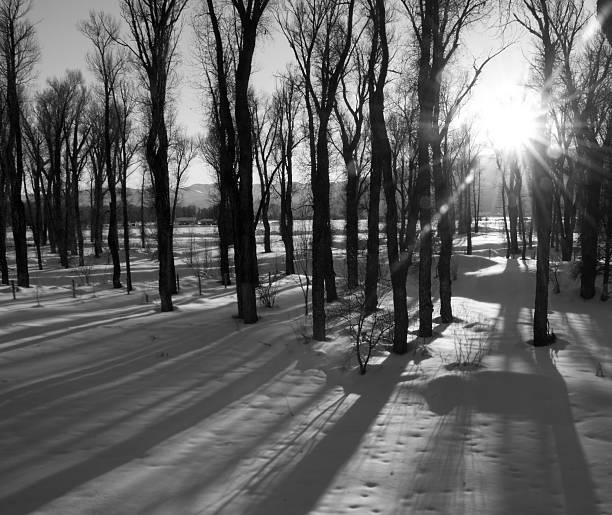 Tree Shadows on Snow stock photo