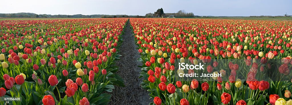 Spring Landscape Colorful red yellow and orange tulip field in panoramic format. Location is Egmond, Netherlands.  Landscape - Scenery Stock Photo