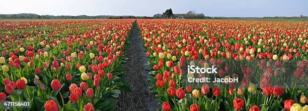 Spring Landscape Stock Photo - Download Image Now - Landscape - Scenery, Tulip, Agricultural Field