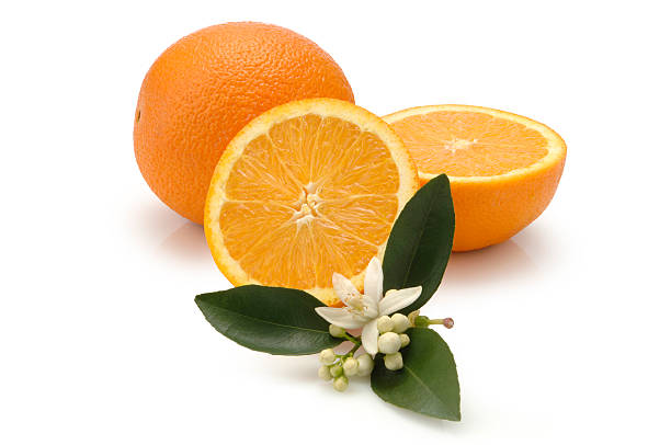 Navel Oranges Navel Oranges with Orange Flower and Leaves on White. navel orange photos stock pictures, royalty-free photos & images