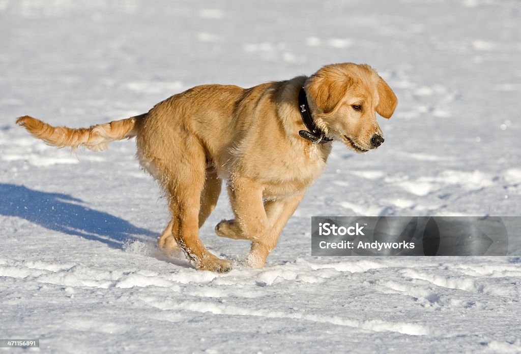 Golden Retriever Welpe - Lizenzfrei Aktivitäten und Sport Stock-Foto