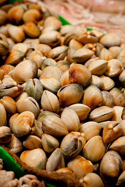 Vongole for sale at the fish market stock photo