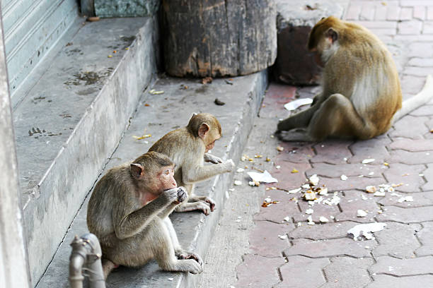 Group of cute monkeys eating on the street in Lopburi in Lopburi province in Thailand.
