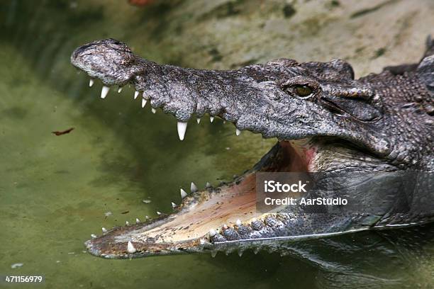 Крокодил млекопитающее или нет. Крокодил млекопитающее. Аллигатор динозавр. Шкура крокодила динозавр. Крокодиленок сверху.