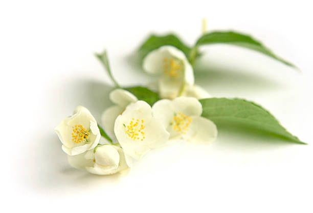 Jasmine a jasmine branch with flowers on white background jasmine flower bouquet stock pictures, royalty-free photos & images