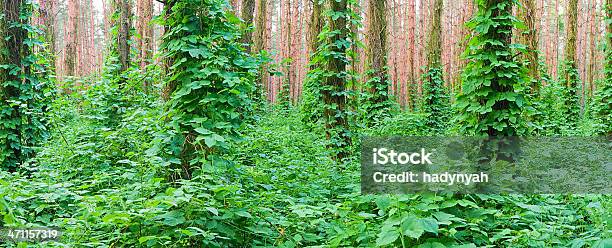 Photo libre de droit de Vue Panoramique De La Forêt Profonde 26mpix Xxxl Taille banque d'images et plus d'images libres de droit de Arbre