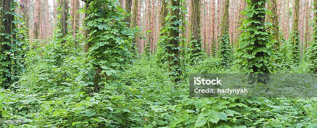 Vista panorâmica da floresta profunda 26MPix, XXXL size - Foto de stock de Arbusto royalty-free