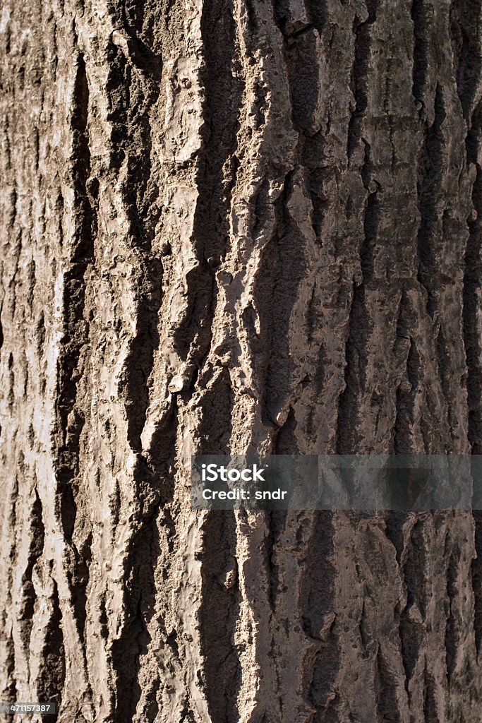 Tree bark Tree bark. (walnut) Walnut Tree Stock Photo