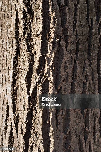 Tree Bark Stock Photo - Download Image Now - Walnut Tree, Plant Bark, Walnut Wood