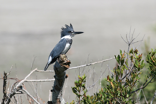 A beautiful Belted Kingfisher landed on a stick and raised its crest just in time for a photograph.
