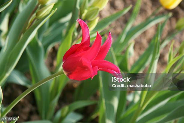 Tulip Stock Photo - Download Image Now - Flower, Flowerbed, Green Color