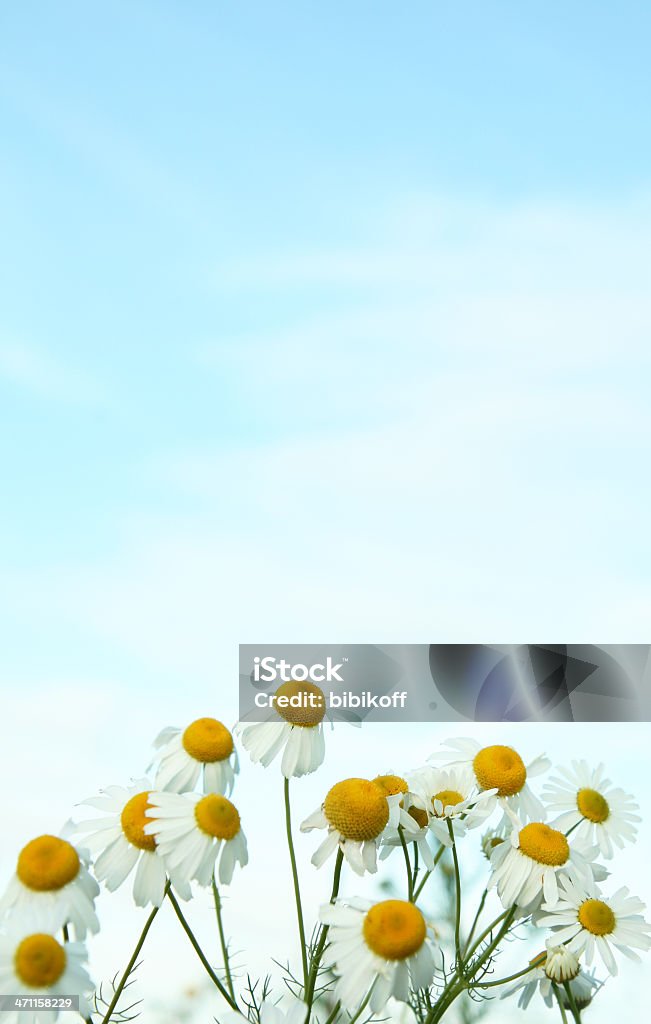 Daisy wild daisies in the field Abstract Stock Photo