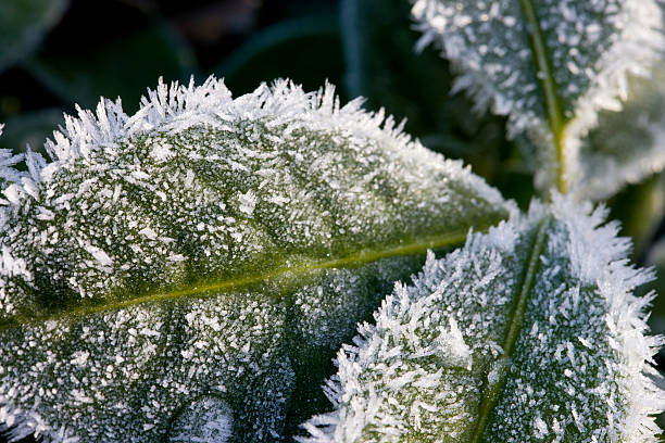 Crystals of Hoar Frost on leaves stock photo