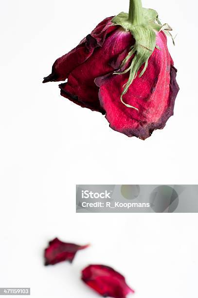 Gedämpftem Rosa Blütenblätter Fallen Stockfoto und mehr Bilder von Blatt - Pflanzenbestandteile - Blatt - Pflanzenbestandteile, Blume, Blüte