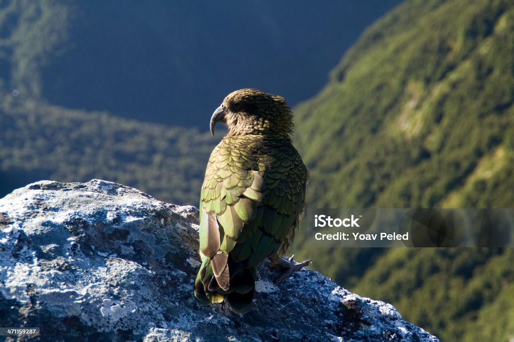 Kea Vogel in Neuseeland - Lizenzfrei Vogel Stock-Foto