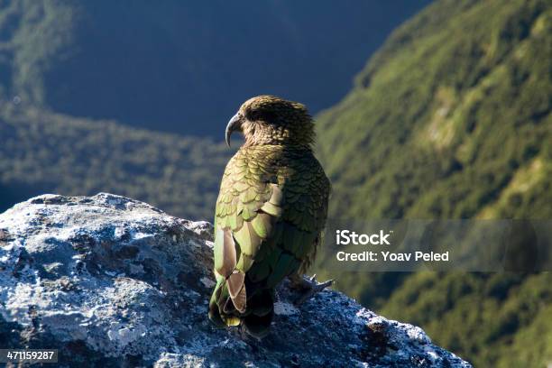 Kea Vogel In Neuseeland Stockfoto und mehr Bilder von Vogel - Vogel, Wanaka, Kea