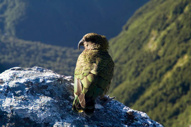 Kea bird in New Zealand stock photo